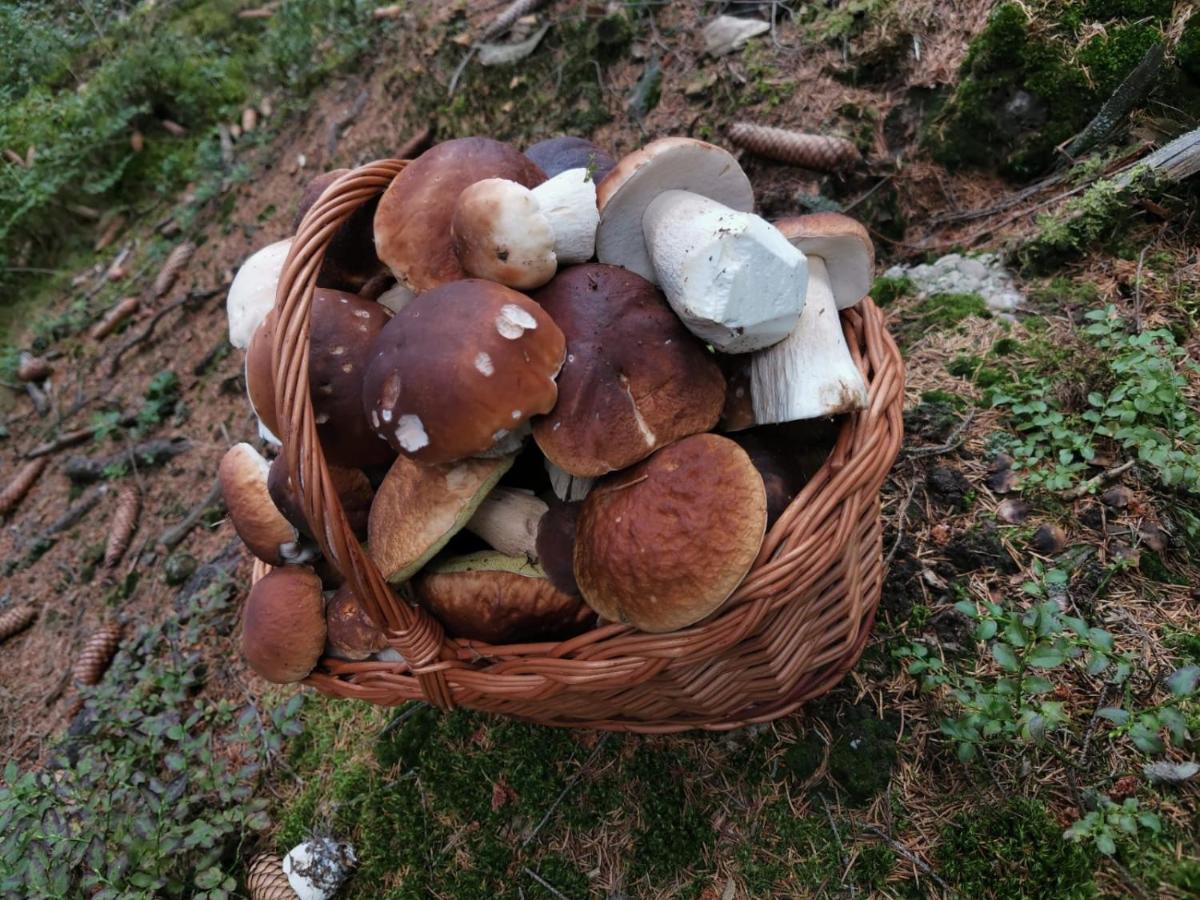 Hostinec U Pejska A Kocicky Mariánské Lázně Exteriör bild